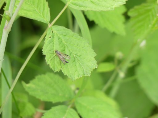 Schwarzfüßige Schnepfenfliege