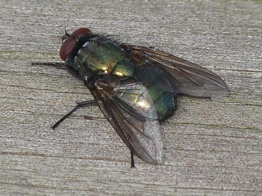 Vogelfliege