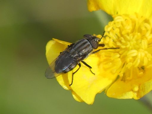 Augenstreifen-Schmeißfliege