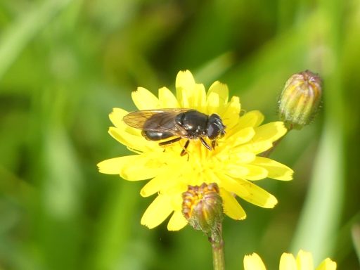 Erzschwebfliege