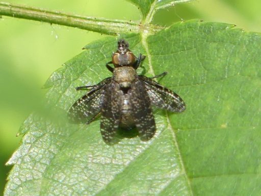 Gescheckte Breitmundfliege