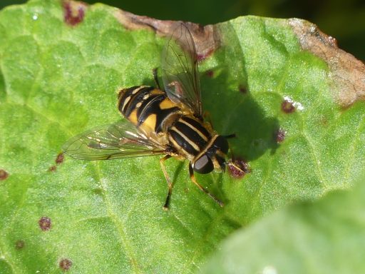 Gemeine Sumpf Schwebfliege