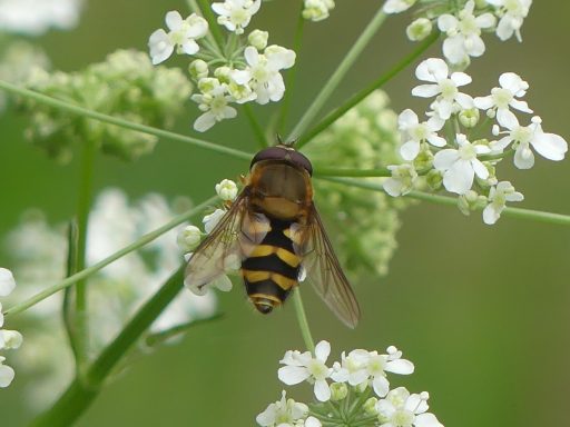 Große Schwebfliege