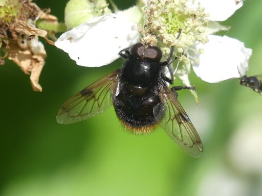 Hummel-Waldschwebfliege