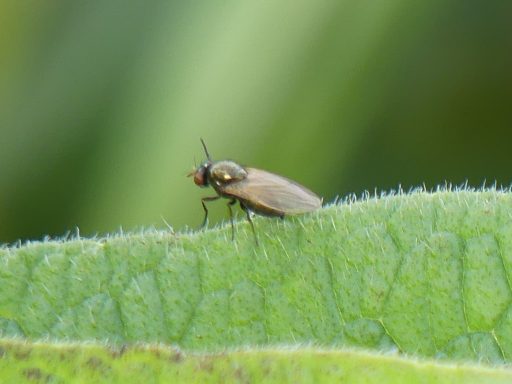 Faulfliege ( calliopum simillmum)
