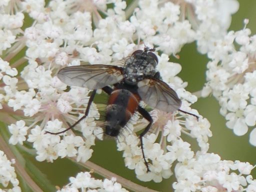 Rotgefleckte Raupenfliege
