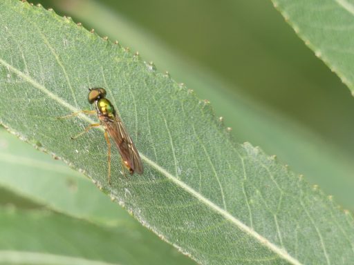 Zweipunkt Dungwaffenfliege
