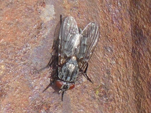 Muscina levida