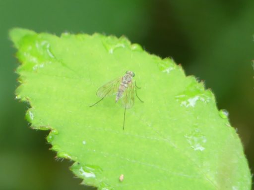 Kleine Schnepfenfliege