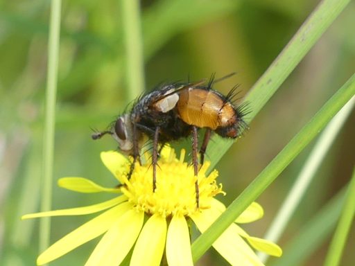 Igelfliege