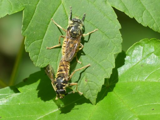 Wespen Moderholzschwebfliege