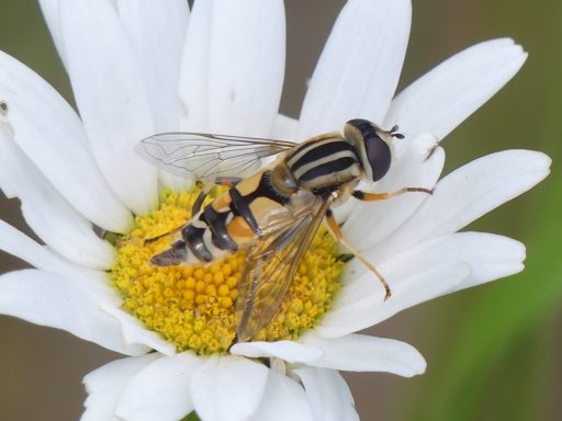 Große Sumpfschwebfliege