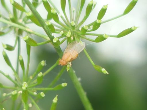 Scheufliege
