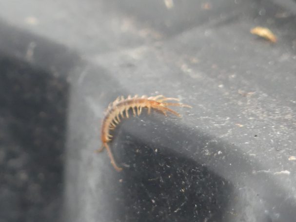 Gemeiner Steinläufer