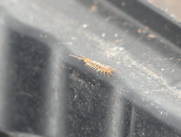 Gemeiner Steinläufer