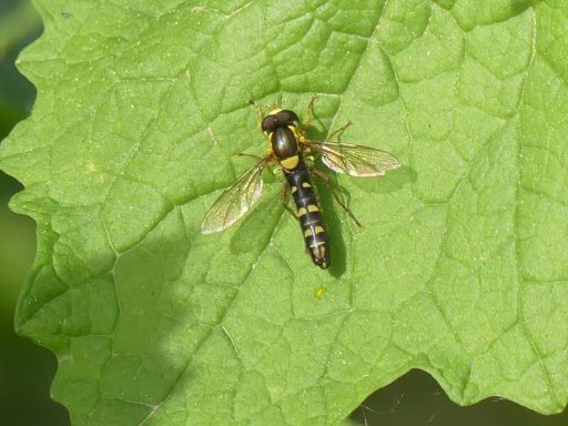 Gewöhnliche Langbauchschwebfliege