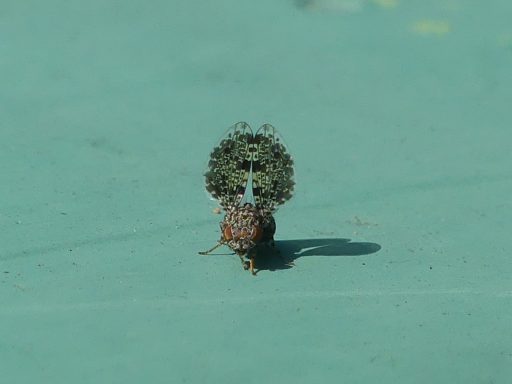 Pfauenfliege