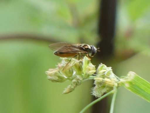 Gemeine Grasschwebfliege