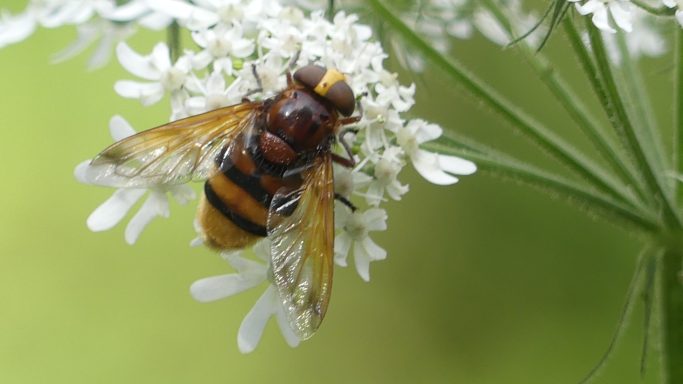 Hornissenschwebfliege
