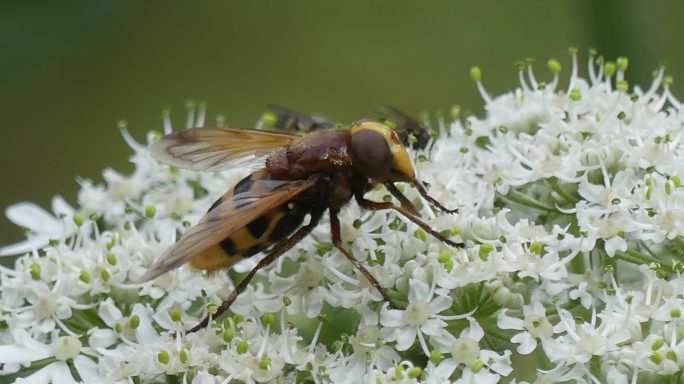 Hornissenschwebfliege