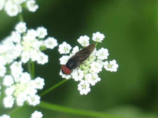 Gemeine Smaragdschwebfliege