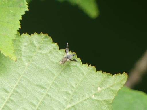 Bohrfliege ( Tephritis formosa)