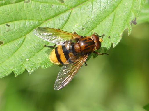 Hornisssenschwebfliege