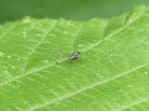 Chrysotus Spec.