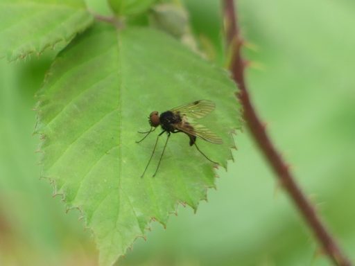 Kronen-Schnepfenfliege