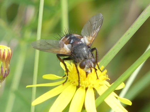 Igelfliege