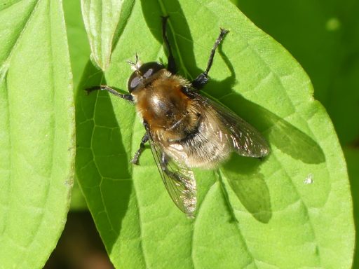 Gemeine Narzissenschwebfliege
