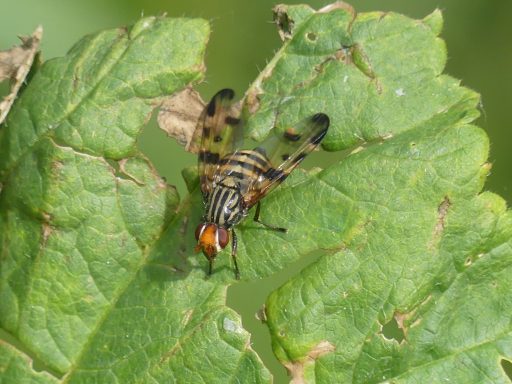 Otites ruficeps (Schmuckfliege)