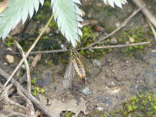 Gelbe Wiesenschnake