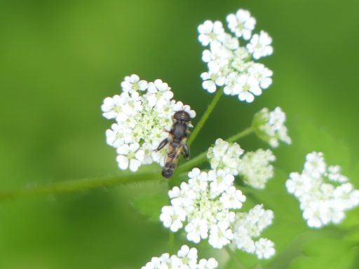 Kleine Mistbiene