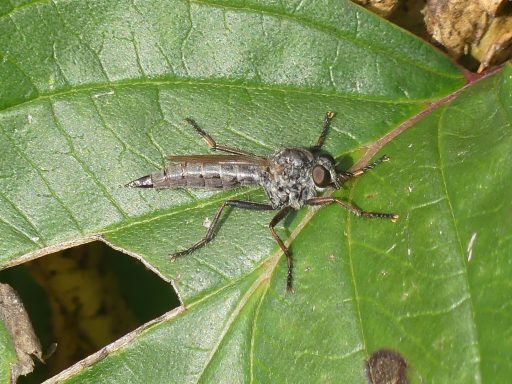 Schwarzhaar Raubfliege
