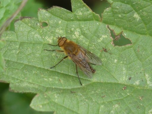 Gewöhnliche Stilettfliege