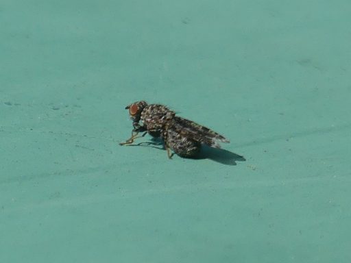 Pfauenfliege