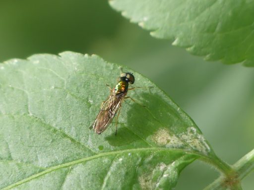 Zweipunkt Dungwaffenfliege