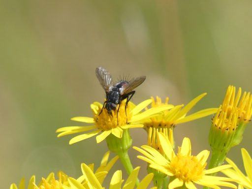 Rotgefleckte Raupenfliege