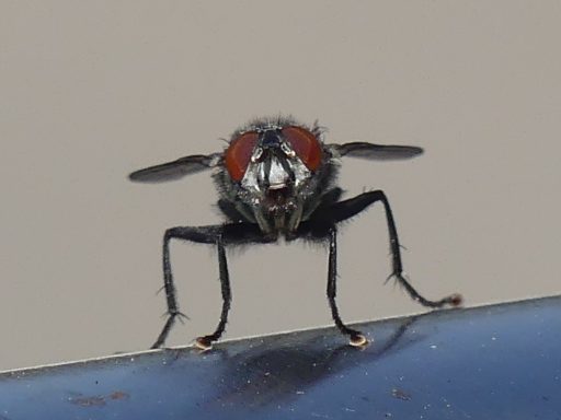 Stubenfliege