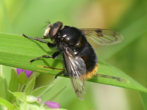 Hummel-Waldschwebfliege