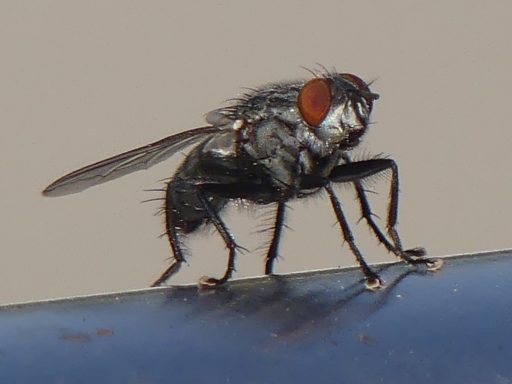 Stubenfliege
