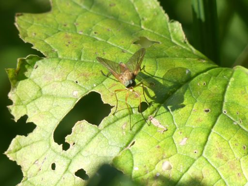 Goldgelbe Schnepfenfliege