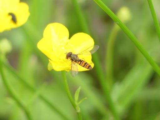 Hainschwebfliege