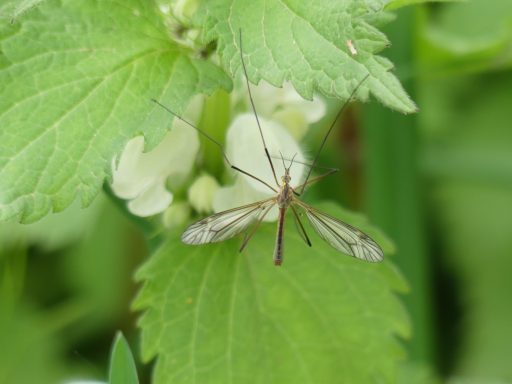 Schnake ( Tipula vernalis)