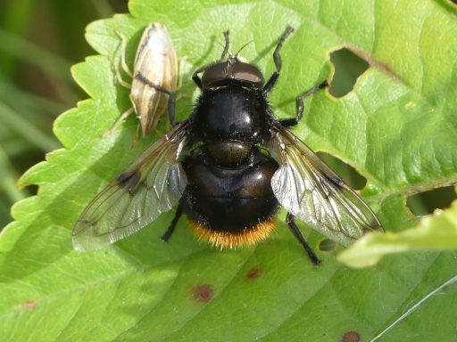 Hummel-Waldschwebfliege