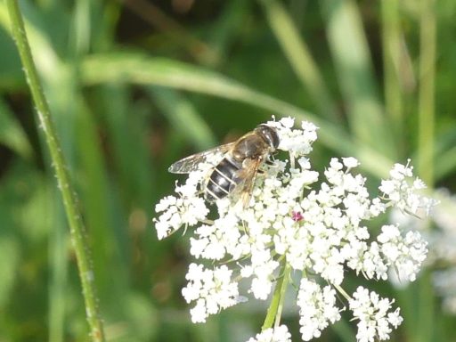 Mittlere Keilfleckschwebfliege