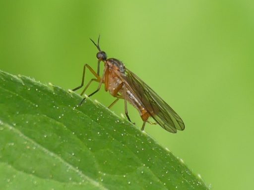 Tanzfliege ( Empis Trigramma)