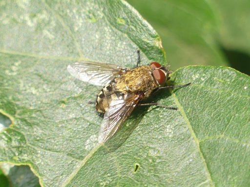 Traubenfliege