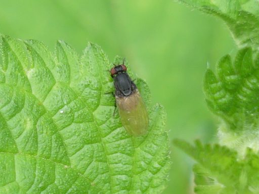 Minetta Longipennis